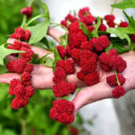 Strawberry Spinach Seeds