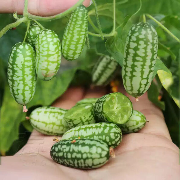 Cucamelon Mexican Sour Gherkin Seeds