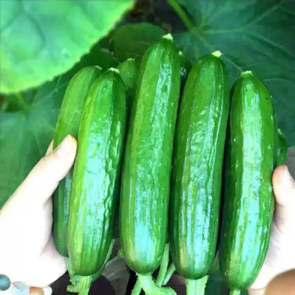 Baby Hybrid Cucumber Seeds