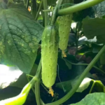 O1CN01fyl5Zz1kitatSr434__2217757334718_jpg_q50_jpg