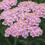 O1CN01Z24BS42Jkjm4g9O2Y__2213216199460-1.jpg_q50-1.jpg__1-1