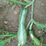 O1CN01TA2aYE2KK01M05nWP__0-item_pic_jpg_q50_jpg