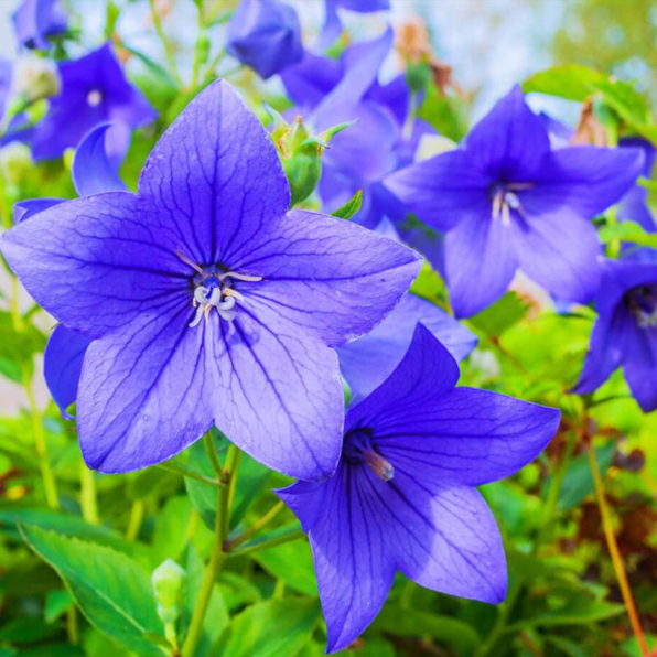 Balloon Flower Blue Platycodon Grandiflorus Seeds