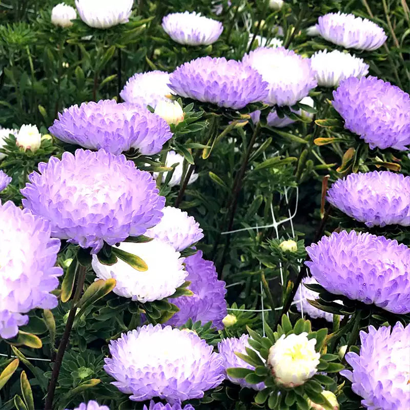 O1CN01eAE9xv2JkjlazQxiE__2213216199460_jpg_q50_jpg