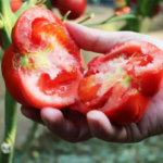 O1CN01EE3c6q1toEV2RNpz8__2212443935948_jpg_q50_jpg