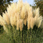 grass-pampas-plume-white-vis-1