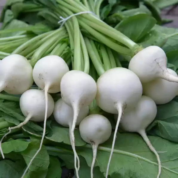 Pure White Pearl Organic (F1) Radish Seed