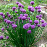 O1CN01U3e86e2JkjlZMn208__2213216199460_jpg_q50_jpg