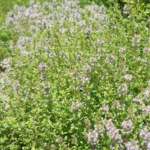 O1CN01ebDHQL2JkjXYBnNaQ__2213216199460