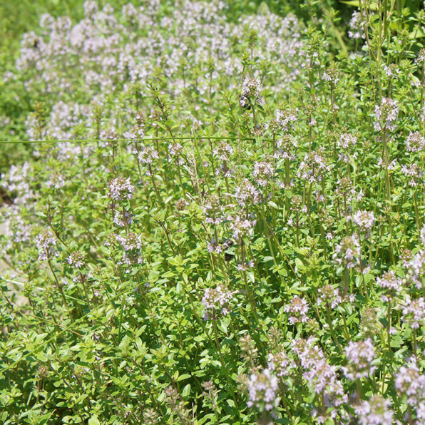 English Organic Thyme Seeds
