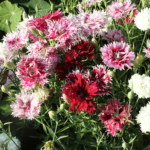 Carnation Seeds - Picotee Mix Dianthus Seeds