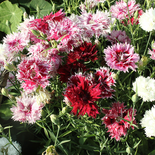 Carnation Seeds - Picotee Mix Dianthus Seeds