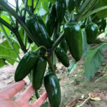 Jalapeño M Pepper Seeds