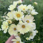 O1CN01V2NWUE1wtgAIfhsmw__753026366_jpg_q50_jpg