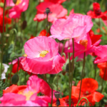 O1CN0121xkxt2Jkjm5MJkhX__2213216199460-1