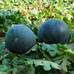 O1CN01zDs1hE1dXiPIkuJ1M__1071273746_jpg_q50_jpg