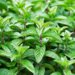 O1CN01Eudopk2Jkjlvf8zut__2213216199460_jpg_q50_jpg