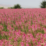 O1CN01PEpjyO2BdO9UF4zuY__2044468361-0-cib