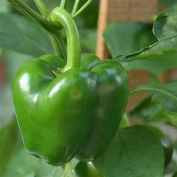 Whopper II Hybrid Bell Pepper Seeds