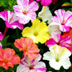 O1CN01QU1g3p2JkjlcKI6tH__2213216199460_jpg_q50_jpg