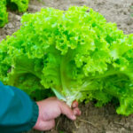 O1CN01XzV3Ho2AqqJoRDxA0__640858255_jpg_q50_jpg