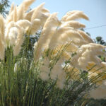 grass-pampas-plume-white-vis-1