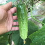 National Pickling Cucumber Seeds