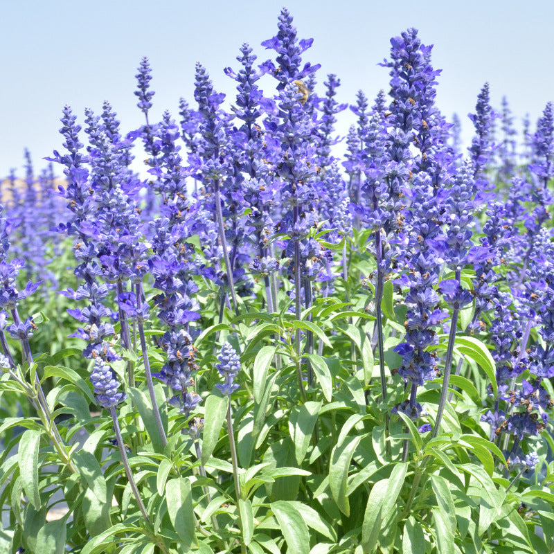 O1CN01gE2Tfg2BdOQAha0sT__2044468361-0-cib