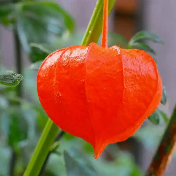 Red Organic Tomatillo Seed