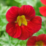 O1CN01gxONvM2JkjlhTaVKb__2213216199460_jpg_q50_jpg