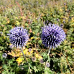 O1CN01WNbJZ12BdOFBJsSDY__2044468361-0-cib