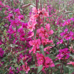 clarkia-mixed-ndp-1