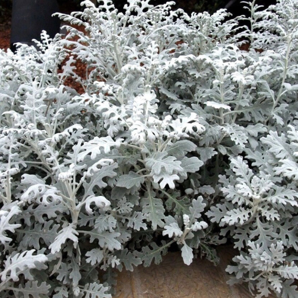 Dusty Miller Silverado Seeds