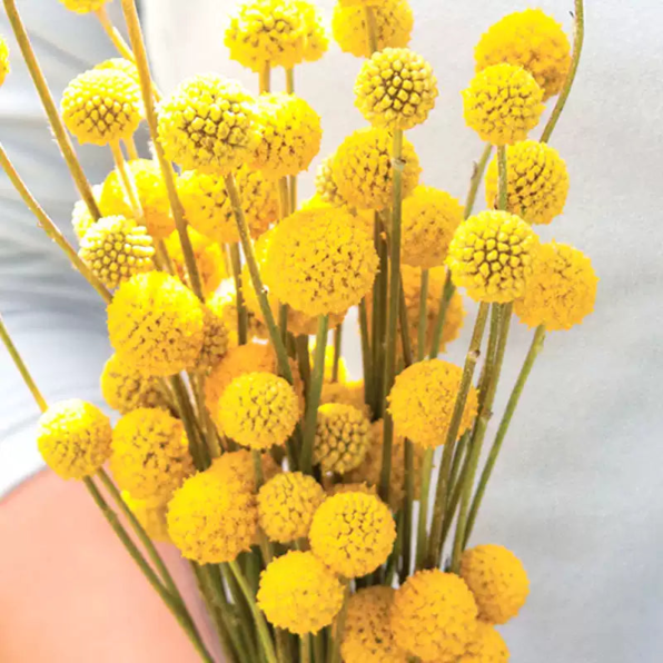 Sun Ball Organic Craspedia Seed