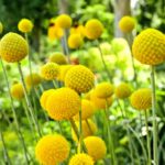 Billy Buttons Craspedia Seeds