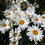 O1CN015hbSVJ2BdONnZgP2t__2044468361-0-cib