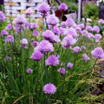 O1CN01U3e86e2JkjlZMn208__2213216199460_jpg_q50_jpg