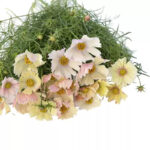 O1CN011ab7vw1wtg0yQZhQV__753026366_jpg_q50_jpg