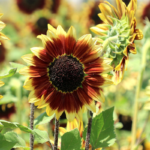 O1CN01cl4bZa2Jkjlvo6VgA__2213216199460_jpg_q50_jpg