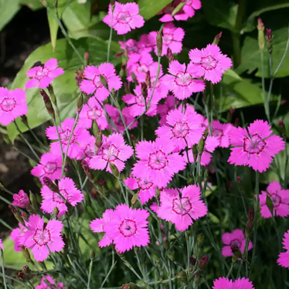 Violet Dianthus Seeds
