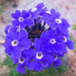 O1CN01Cv6LyX2JkjlVs9n8o__2213216199460_jpg_q30_jpg