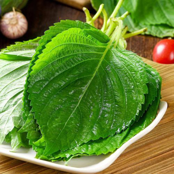 Green Shiso Herb Seed