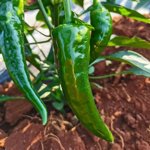 Whopper Jalapeño Pepper Seeds