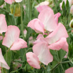 O1CN01FxaYSJ1XKXDZa82uY__6000000002905-0-cib