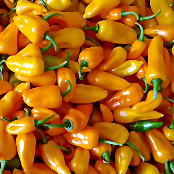 Oranos Organic Pepper Seeds