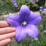 O1CN01e7Sspx2Jkjm1IZMdx__2213216199460