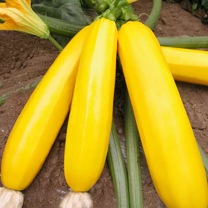 O1CN01iN3Q9S1NSBZEAXaUR__752131568.jpg_q50.jpg__1