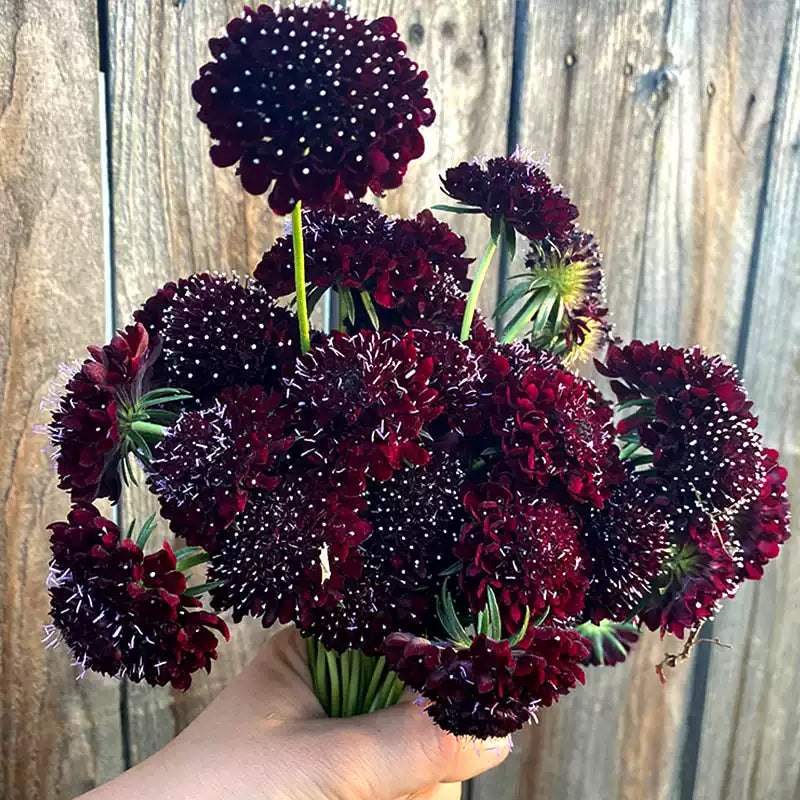 O1CN01iVwWG82JkjlvdTx22__2213216199460_jpg_q50_jpg