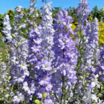 Light Blue Larkspur Seed