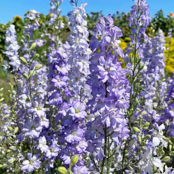 Light Blue Larkspur Seed